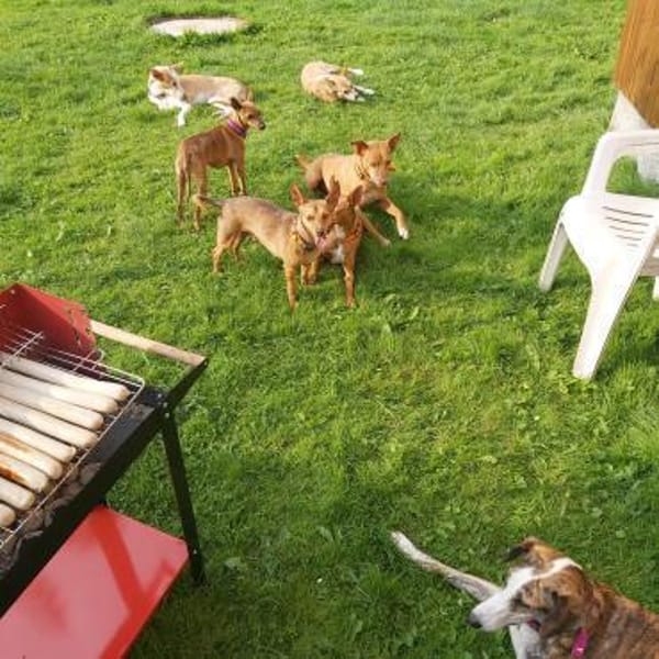 Halbe Portion Scotty sucht großes Glück