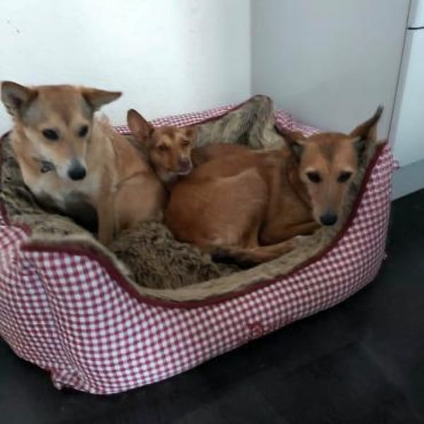 Halbe Portion Scotty sucht großes Glück