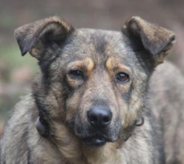 Ferdinand sucht liebevolle Menschen