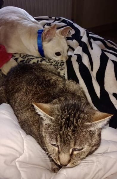 Oscar, freundlich, lernwillig, offen