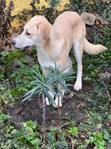 RYA * zartes freundliches Mädchen