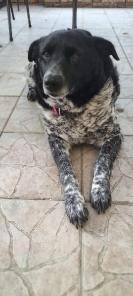 Wundervolle Hundedame Layla