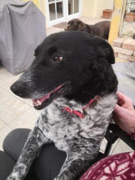 Wundervolle Hundedame Layla