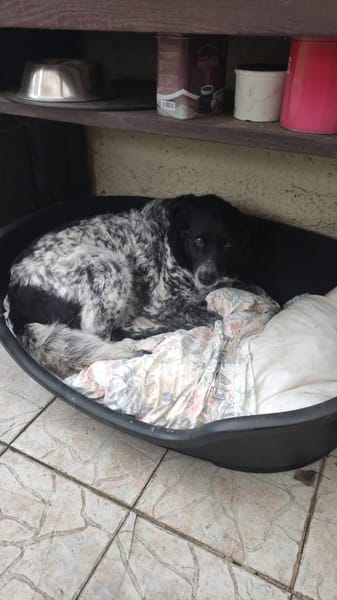 Wundervolle Hundedame Layla