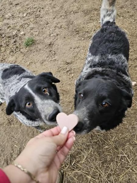 Wundervolle Hundedame Layla