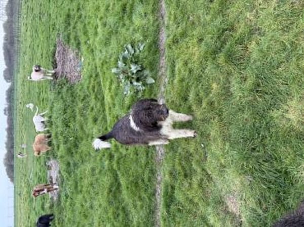 Yasso sucht ein Zuhause / Pflegestelle