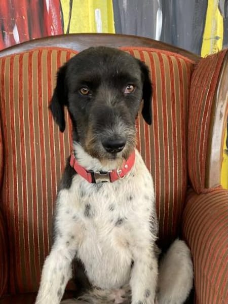 Yasso sucht ein Zuhause / Pflegestelle