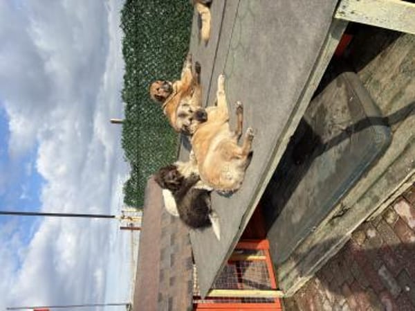 Yasso sucht ein Zuhause / Pflegestelle