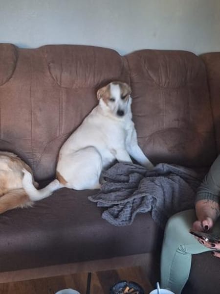 Hamlet sucht sein großes Glück 🐾