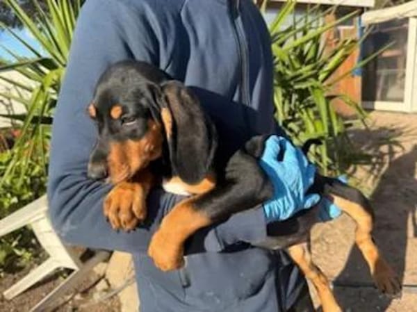 LORELLA - ab März auf PS in Hennef