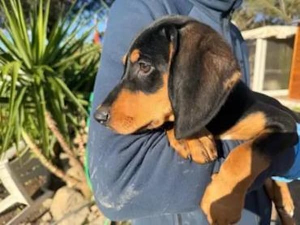 LORELLA - ab März auf PS in Hennef