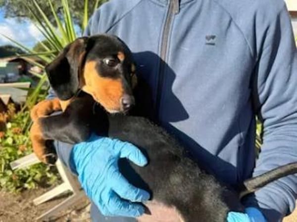 LORELLA - ab März auf PS in Hennef