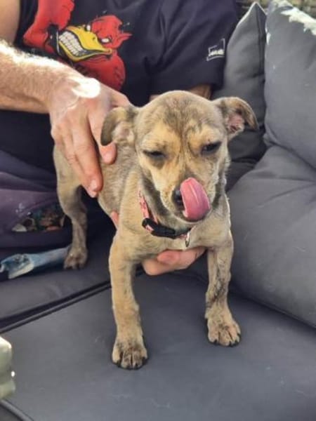 Laia kleiner Zwerg sucht sein Glück