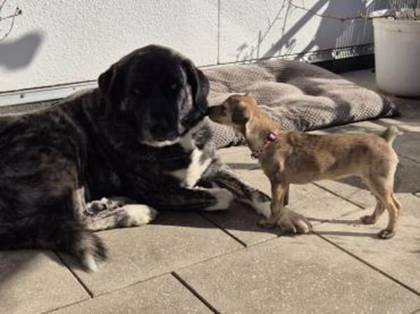 Laia kleiner Zwerg sucht sein Glück