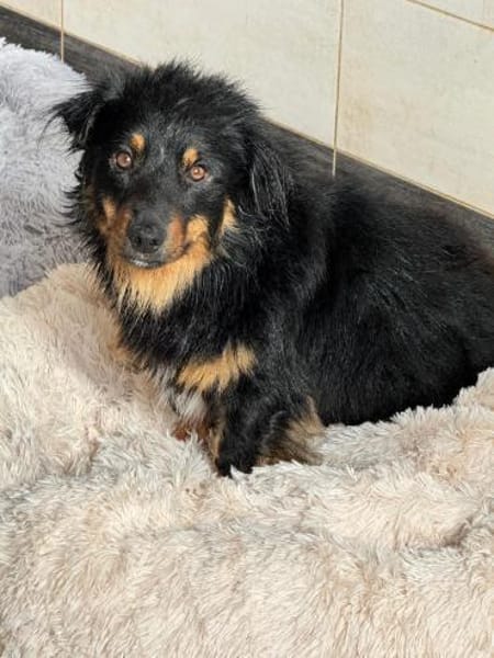 💙Bailey💙 sucht seine Menschen🐾💙