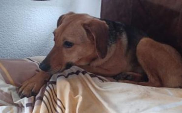 Zartes Gretchen sucht Schutzzone