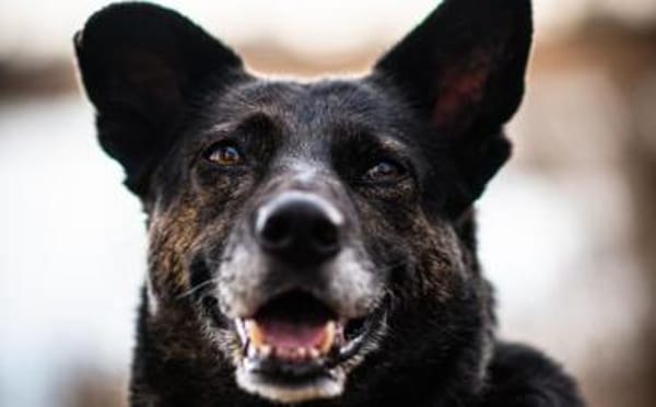 Bescheidene Veleda sucht Zuhause