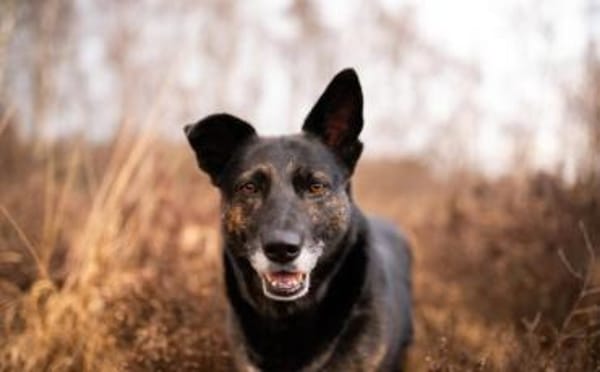 Bescheidene Veleda sucht Zuhause