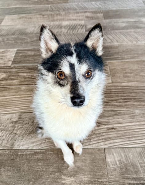 Wer das Besondere mag :) Pomsky,7kg,36cm