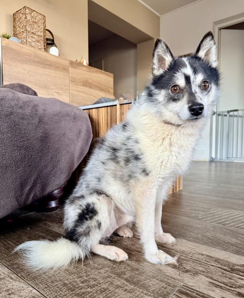 Wer das Besondere mag :) Pomsky,7kg,36cm