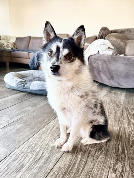 Wer das Besondere mag :) Pomsky,7kg,36cm