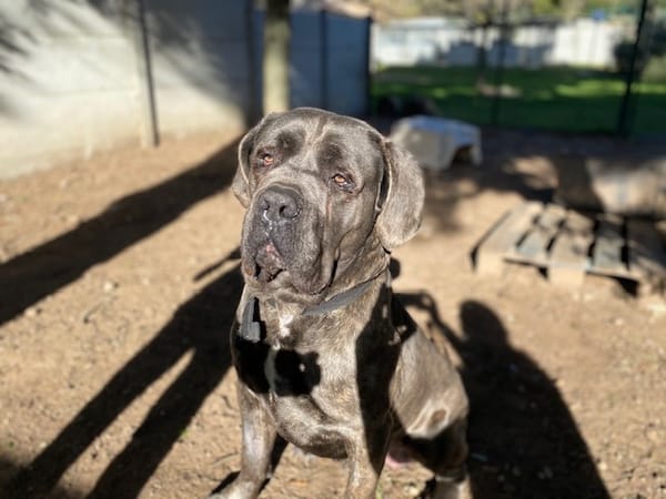 Sky (en cour d'adoption)