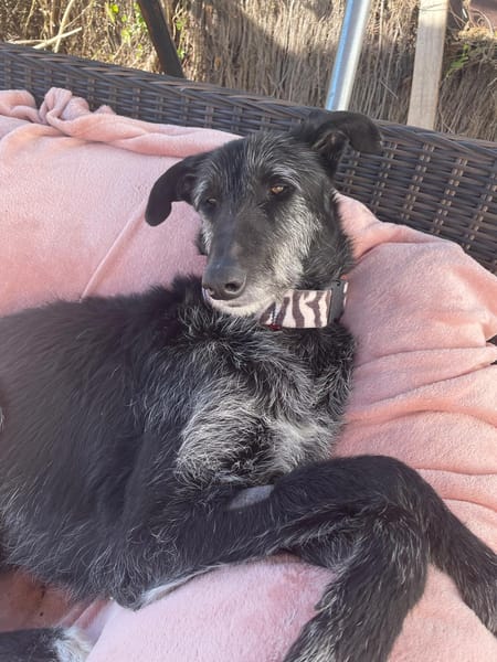 LUCERO (patas jumillas)