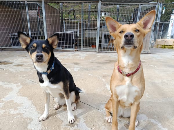 SHAI et MAYA (union animal)