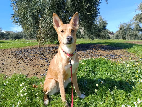 SHAI et MAYA (union animal)