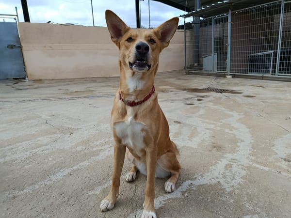 SHAI et MAYA (union animal)