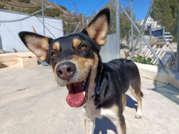 SHAI et MAYA (union animal)