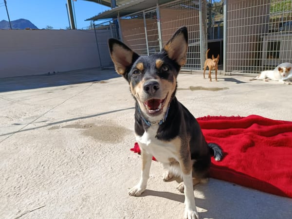 SHAI et MAYA (union animal)