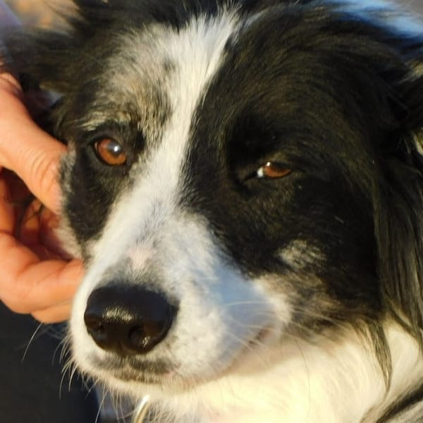 CARLOTA, jeune femelle Border collie