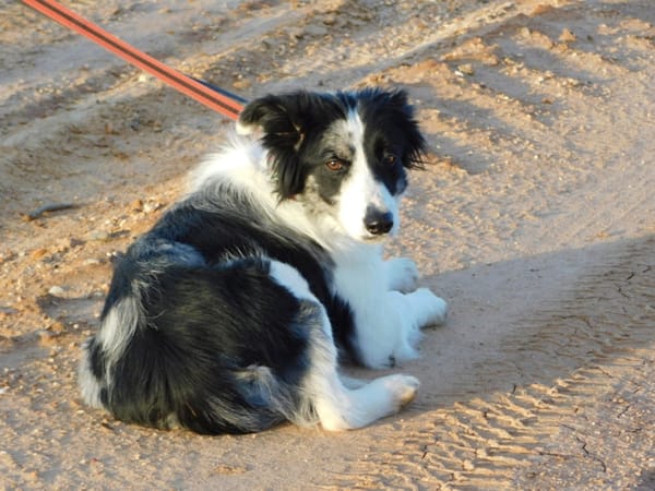 CARLOTA, jeune femelle Border collie