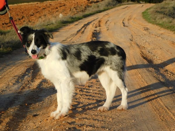 CARLOTA, jeune femelle Border collie