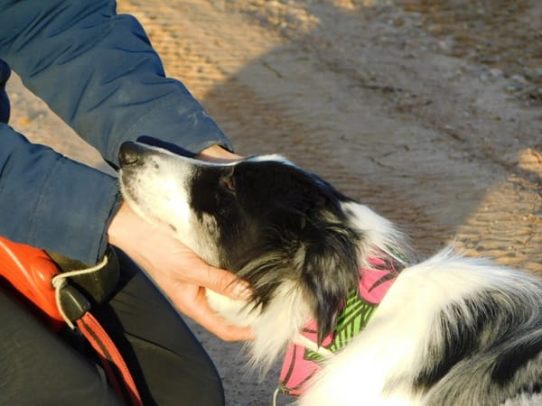 CARLOTA, jeune femelle Border collie