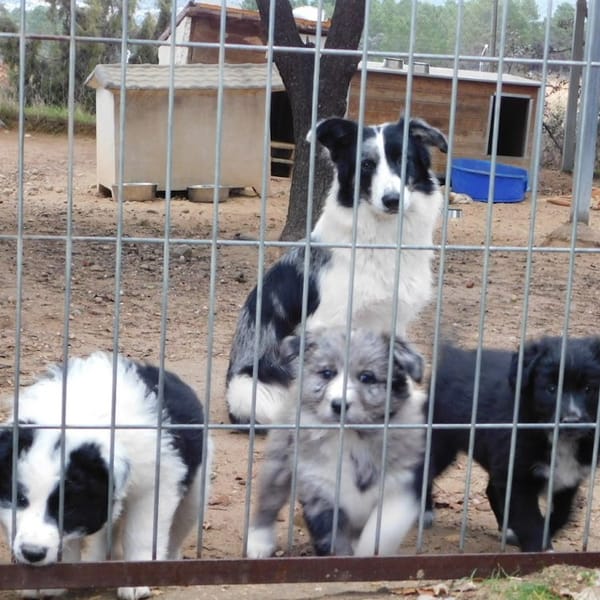 CARLOTA, jeune femelle Border collie