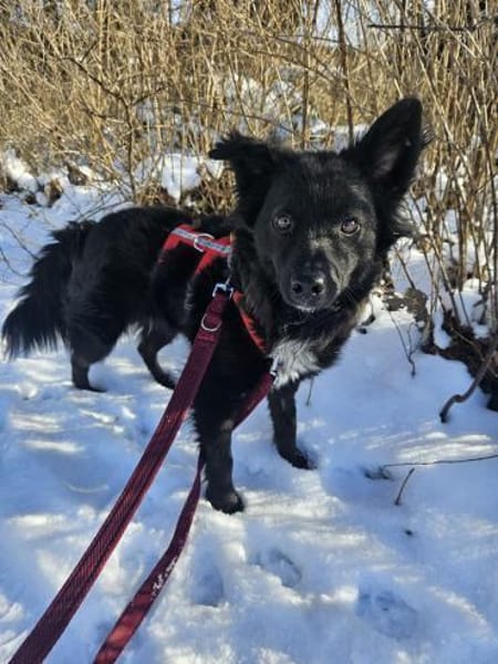 Rüde Paolo sucht ein Zuhause