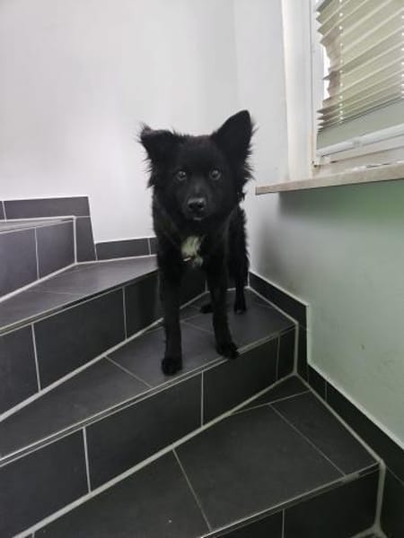 Rüde Paolo sucht ein Zuhause