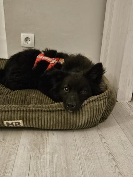 Rüde Paolo sucht ein Zuhause