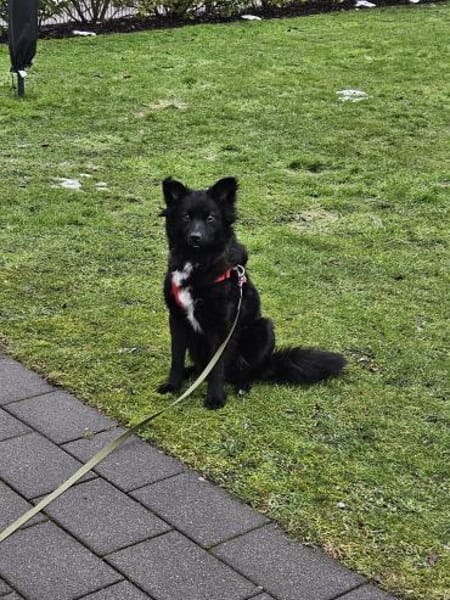 Rüde Paolo sucht ein Zuhause