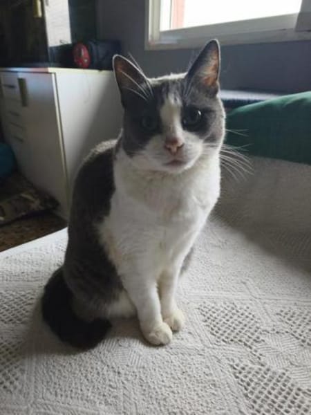 Liebevolle Katzen Falca (blind) u. Kinoa