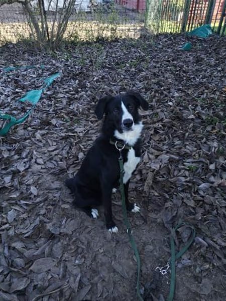 Nicki - Besitzerin erkrankt