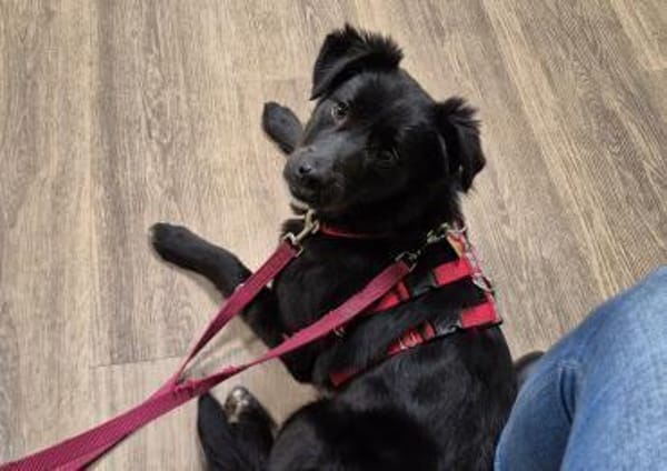 Hündin Ravena sucht ein Zuhause