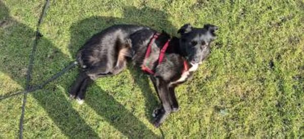 Hündin Ravena sucht ein Zuhause