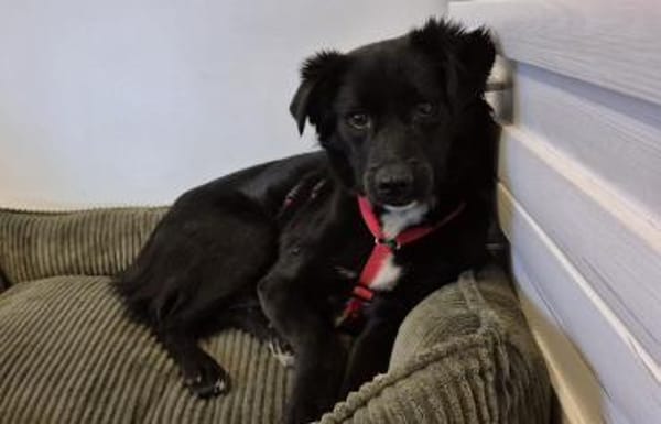 Hündin Ravena sucht ein Zuhause