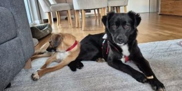 Hündin Ravena sucht ein Zuhause