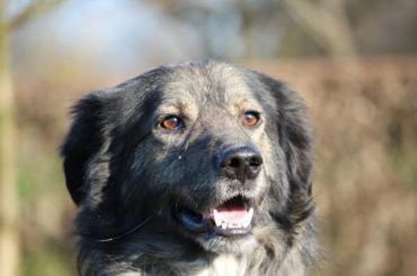 Ein großes Herz namens Sam