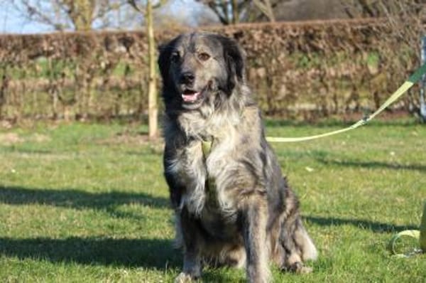 Ein großes Herz namens Sam