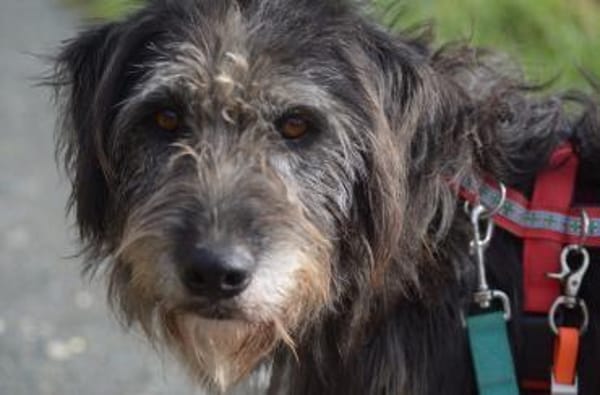 Hündin Bessy sucht ein Für-Immer-Zuhause